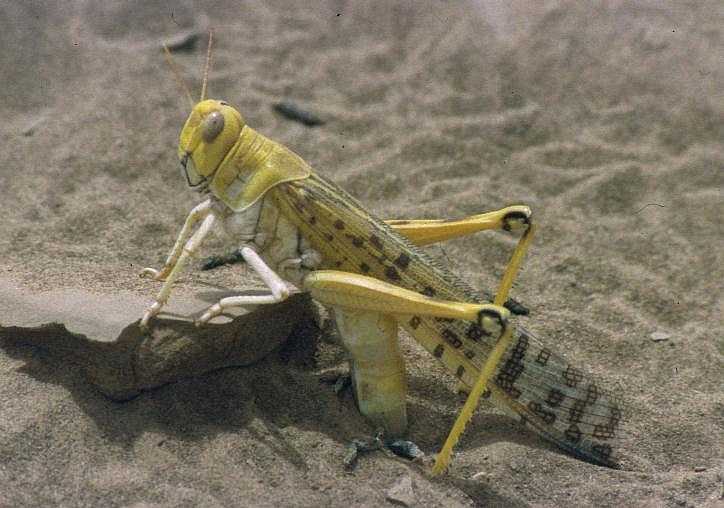 Desert Locust on sandy ground