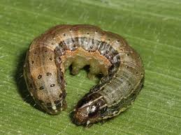 Fall Armyworm larva on a leaf
