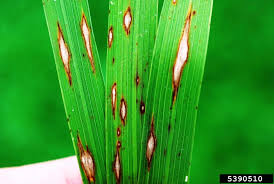 Rice Blast disease on rice leaves